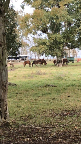 Venta 550 Hectareas Cañuelas Campo Mixto Ideal Ganadero U$s 6500 X Has.
