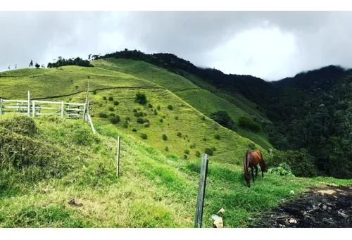 Se Vende Finca Naranjal - Roldanillo