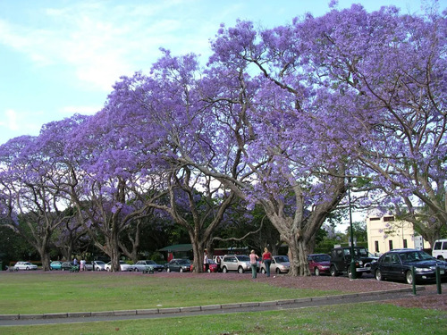 Arbol De Jacaranda Muy Bonitos Pregunte Costo De Envio