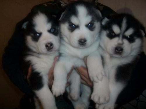 Husky Siberianos Puros