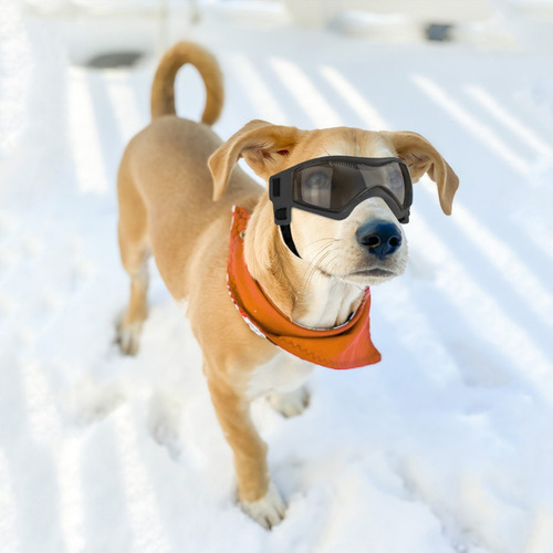 Capacete De Motocicleta Para Cachorro Pequeno Com Lente
