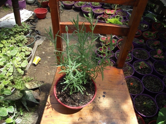 Plantas Lavanda | MercadoLibre ?