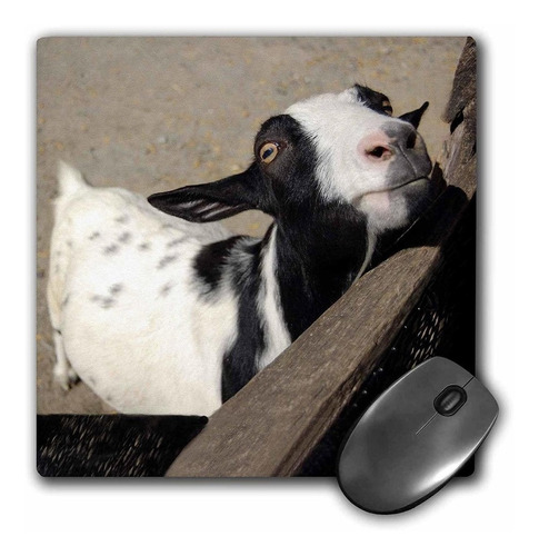 3drose Llc 8 x 8 x 0.25 inches Cabra Mouse Pad (mp _ _ _ 