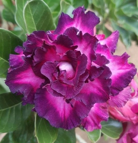  Adenium Rosa Del Desierto Violeta