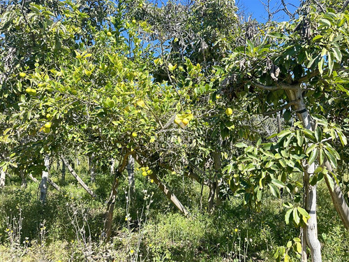 Agrícola En Venta En Vicuña
