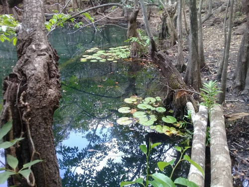 Imagen 5 de 5 de Terreno Ruta De Cenotes Puerto Morelos