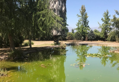 Parque Con Árboles Ornamentales Y Laguna
