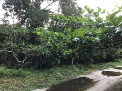 Imagem 4 de 4 de Terreno Para Chácara No Bairro São Fernando, Em Itanhaém, Com 2.400 M² De Área Total, Aceita Entrada Mais Parcelas