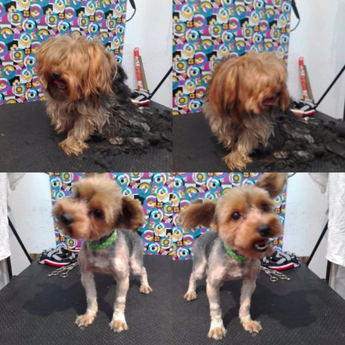 Imagen 5 de 6 de Curso Peluqueria Canina Zona Sur Lanus Lomas Avellaneda