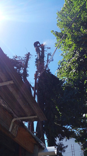 Poda De Arboles Tala Extracciones De Raiz Escalador Palmeras