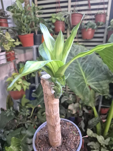 Palo De Agua Para Que Sirve
