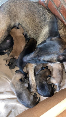 Imagen 2 de 7 de Pastor Belga Malinois
