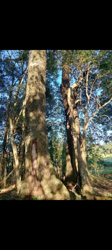Imagen 10 de 13 de Chacra,campo Muy Centrica A 4km Del Centro De Jardin Americo