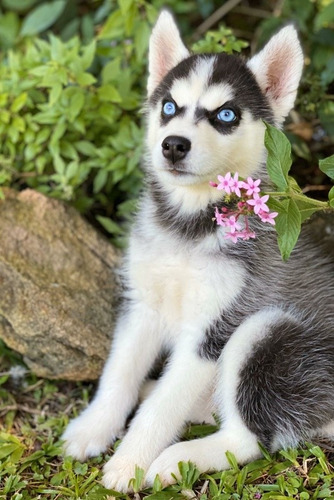 Cachorra Siberiana Husky Manto Negro Ojos Azules