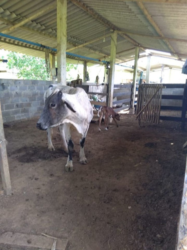 Imagem 6 de 19 de Fazenda Para Comprar No Fazenda Minama Em Santana De Pirapama/mg - 1731