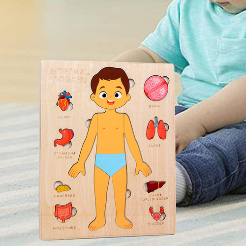 Puzzles Montessori: Cuerpo Humano, Órgano Extraíble