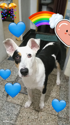 Balto, Cachorrón De 1 Añito Y Medio, Bello Y Juguetón, Adopc