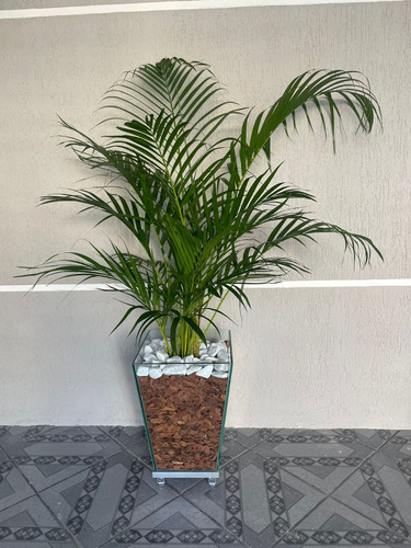 Palmeira Areca No Vaso De Vidro Com Rodinhas