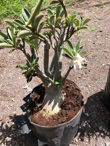 Imagen 9 de 10 de Adenium Bonsai 4 Años De Edad