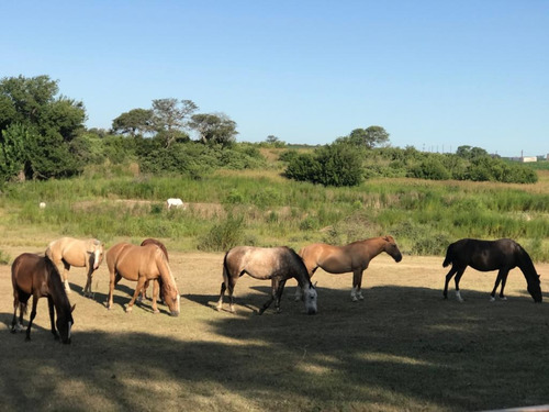 Se Vende Campo Mixto 161 Ha En Los Molinos (córdoba), A Tranquera Cerrada.