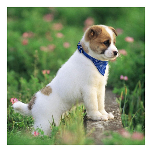 Cosmos Pet Bandana Cachorro Perro Bufanda Collar Pañuelo Con