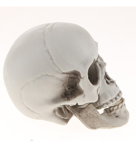 Cabeza De Esqueleto Modelo Simulado De Cráneo Humano
