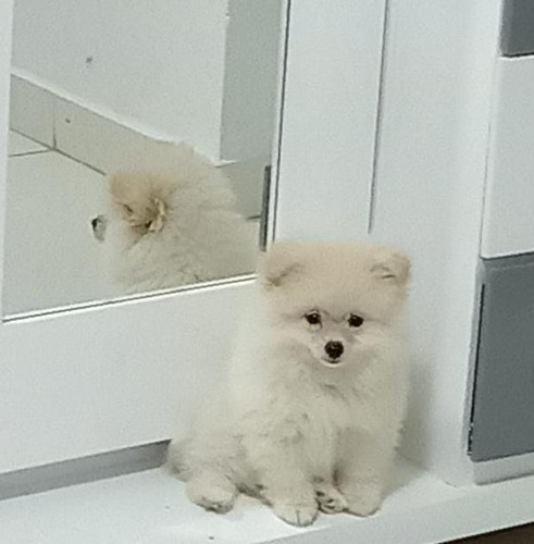 Pomerania Linea Rusa Cara De Oso Mini