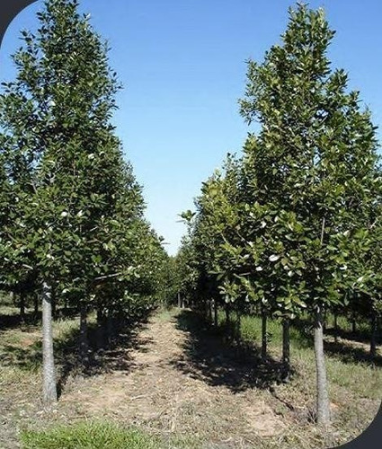 Imagem 2 de 6 de Fazenda - Fa00001 - 69012641