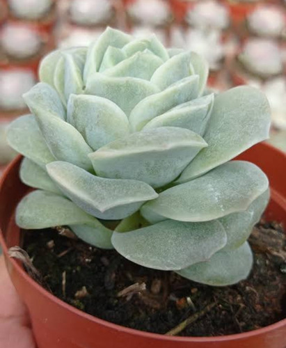 Echeveria Lovely Rose Pote 9