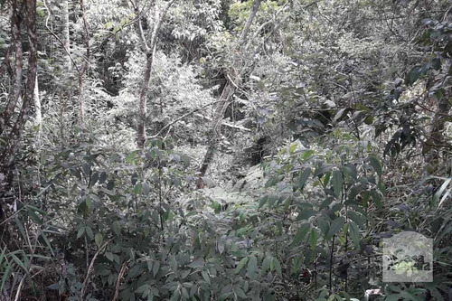 Imagem 4 de 5 de Lote À Venda No Arvoredo - Código 274038 - 274038