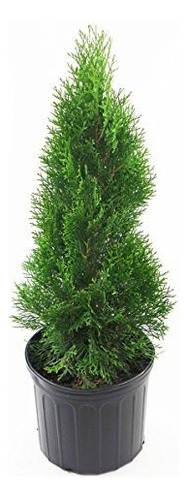 Thuja Occidentalis Smargd Emerald Green Arborvitae Evergreen