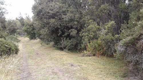 Imagen 3 de 9 de Terreno - Meliquina