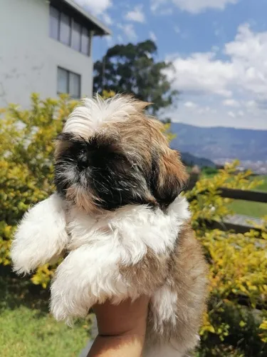 Perros Shitzu Mini Cachorros Shih Tzu Chitsu Chizu Perritos