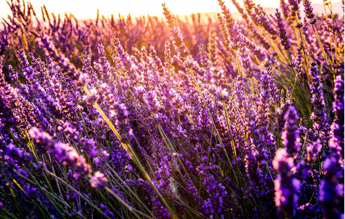 Vinilo Decorativo 60x90cm Lavanda Flowers Campo M5