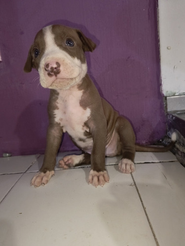 Vendo Perritos Pitbull Stanford 