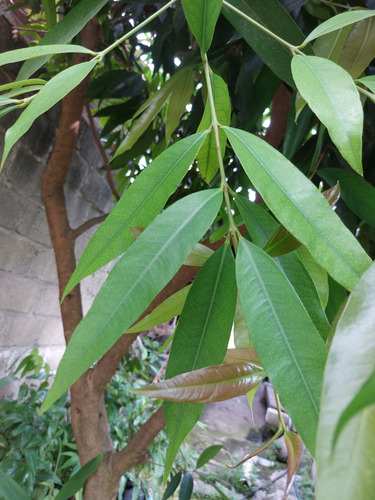 Zyzygium 100 Hojas Fresca Diabetes Hígado Riñón Envío Gratis