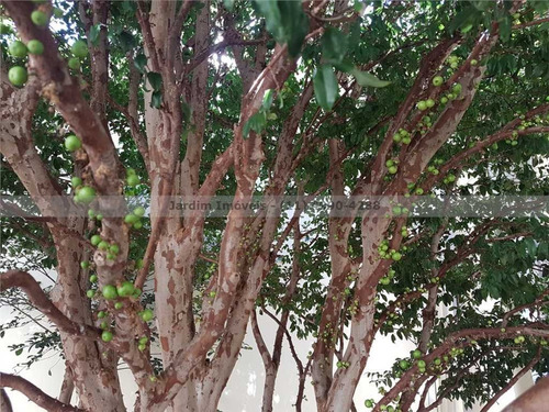 Imagem 15 de 15 de Terrea - Jardim Bom Pastor - Santo Andre - Sao Paulo | Ref.: - 29607