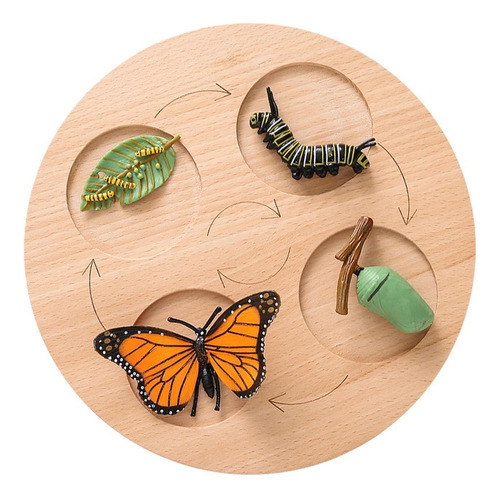 Shaoke Ciclo De Vida: Mariposa De Biología Montessori De