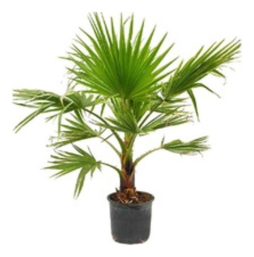 Palmera Washingtonia -hermosa- Env Gratis Caba Y Gba