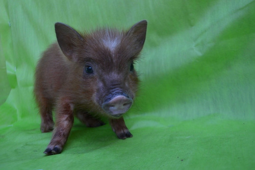 Mini Pig