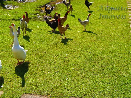 Imagem 17 de 29 de Chácaras Em Condomínio À Venda Em Bom Jesus Dos Perdões/sp - Compre O Seu Chácaras Em Condomínio Aqui! - 1458383