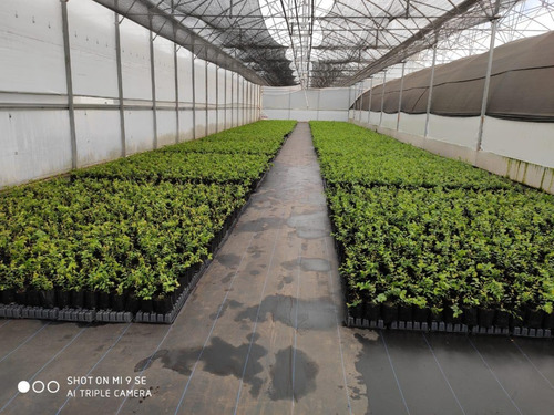 Imagen 3 de 4 de Planta De Arandano Azul. (blueberry)