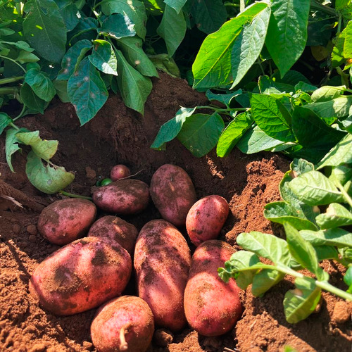 Só Batata Asterix Especial Para Pure Nhoque Fritura 5kg