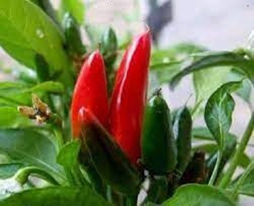 Pimenta Iberaba Jalapenho - 5g = 875 Sementes Aproximado