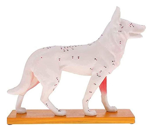 Modelo Anatómico De Perro, Acupuntura, Anatomía, Punto De Ac