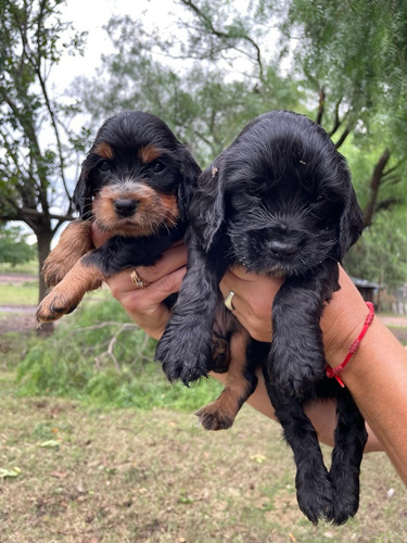 Cachorros Cockers 