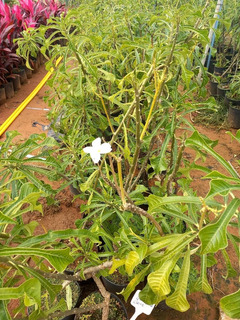 Planta Flor Do Caribe | MercadoLivre 📦