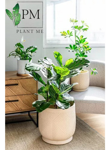 Celosias Con Flores Artificiales Planta