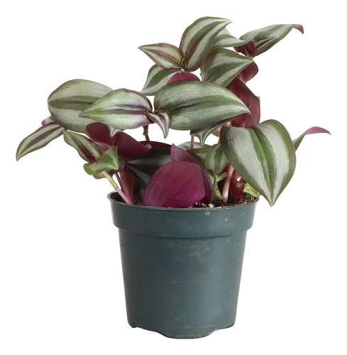 Tradescantia Zebrina X 5 Unidades Planta De Interior