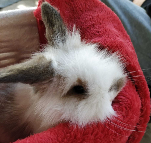 Imagen 1 de 10 de Teddy Holland Lop Conejos Enanos Mascotas León
